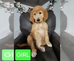 Puppy Green girl Goldendoodle