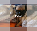 Small Photo #6 Pug Puppy For Sale in CINCINNATI, OH, USA