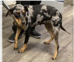 Small #3 Catahoula Leopard Dog Mix