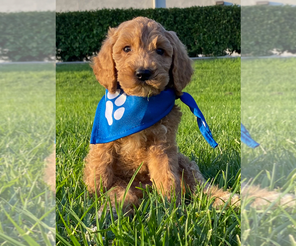 Medium Photo #5 Goldendoodle Puppy For Sale in BREA, CA, USA