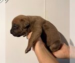 Small Photo #12 American Pit Bull Terrier-Unknown Mix Puppy For Sale in Derwood, MD, USA