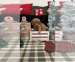Small Photo #64 Golden Retriever Puppy For Sale in LAKELAND, FL, USA