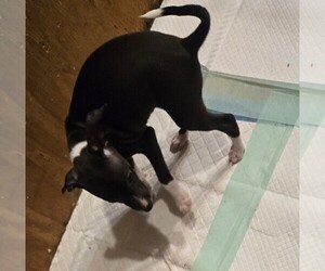 Italian Greyhound Puppy for sale in GRAHAM, WA, USA