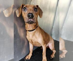 Dachshund-Unknown Mix Dogs for adoption in San Antonio, TX, USA