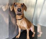 Small Dachshund Mix