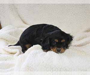 Cavalier King Charles Spaniel Puppy for sale in WOOSTER, OH, USA