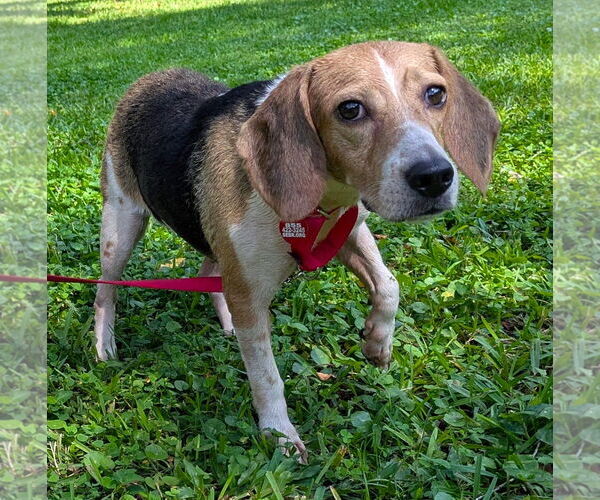 Medium Photo #4 Beagle Puppy For Sale in Dunnellon, FL, USA