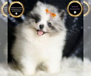 Pomeranian Puppy for sale in WARSAW, IN, USA