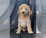 Small #2 Cavapoo-Goldendoodle Mix