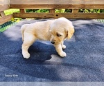 Small #4 Goldendoodle