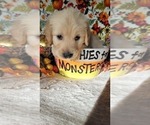 Small Photo #3 English Cream Golden Retriever Puppy For Sale in CHUBBUCK, ID, USA