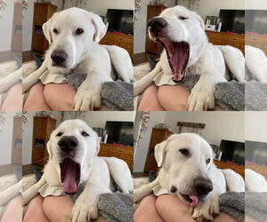 Darby - Male Great Pyrenees Dog for Adoption - Photo #7