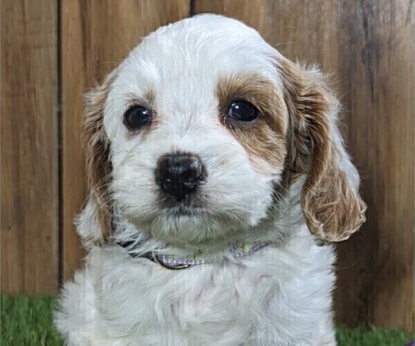Medium Photo #2 Cavapoo Puppy For Sale in STUART, FL, USA