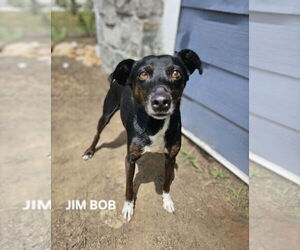 Jack Russell Terrier-Unknown Mix Dogs for adoption in Maryville, TN, USA