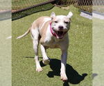 Small #2 American Pit Bull Terrier Mix