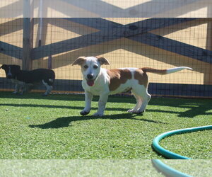 Scarecrow - Male Basset Hound-Unknown Mix Dog for Adoption - Photo #4