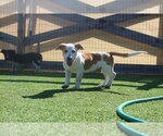 Small Photo #4 Basset Hound-Unknown Mix Puppy For Sale in Chestertown, MD, USA
