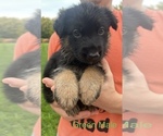 Puppy Green Male German Shepherd Dog