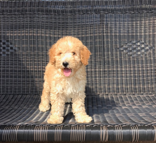 Medium Photo #1 Goldendoodle Puppy For Sale in ALEXANDRIA, IN, USA
