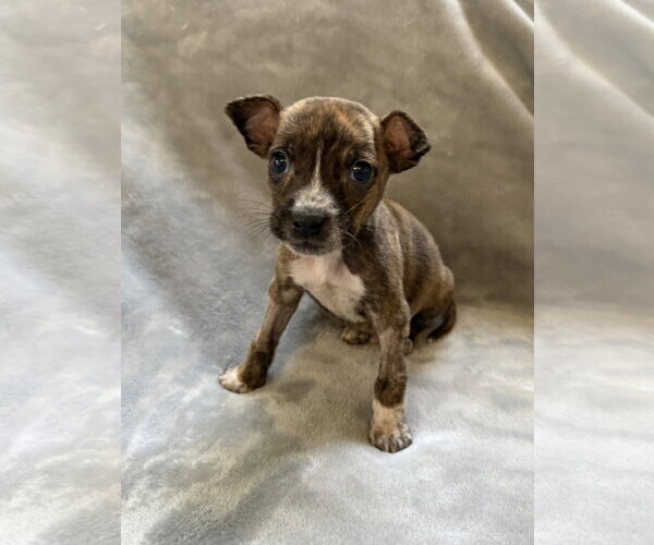 Medium Photo #2 Mutt Puppy For Sale in Plainfield, IL, USA