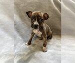 Small Photo #2 Mutt Puppy For Sale in Plainfield, IL, USA