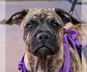 French Bulldog-Unknown Mix Dogs for adoption in Lake Forest, CA, USA