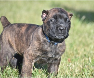 Cane Corso Puppy for sale in WOODBURN, IA, USA