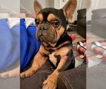 Small Photo #2 French Bulldog Puppy For Sale in St. Louis Park, MN, USA