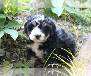 Miniature Bernedoodle Puppy for sale in ALLEGHENYVILLE, PA, USA