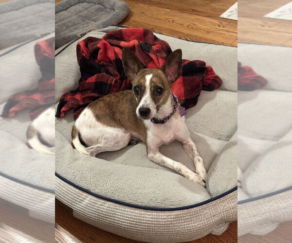 Medium Photo #16 Chihuahua-Unknown Mix Puppy For Sale in Mundelein, IL, USA