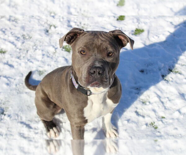Medium Photo #3 American Pit Bull Terrier-Unknown Mix Puppy For Sale in Chestertown, MD, USA