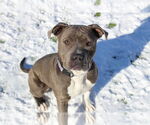 Small #2 American Pit Bull Terrier Mix