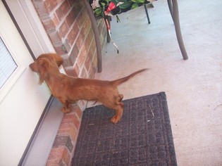 Dachshund Puppy for sale in COUNCIL HILL, OK, USA