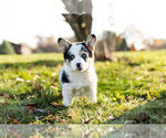 Small Photo #1 Pembroke Welsh Corgi Puppy For Sale in WARSAW, IN, USA