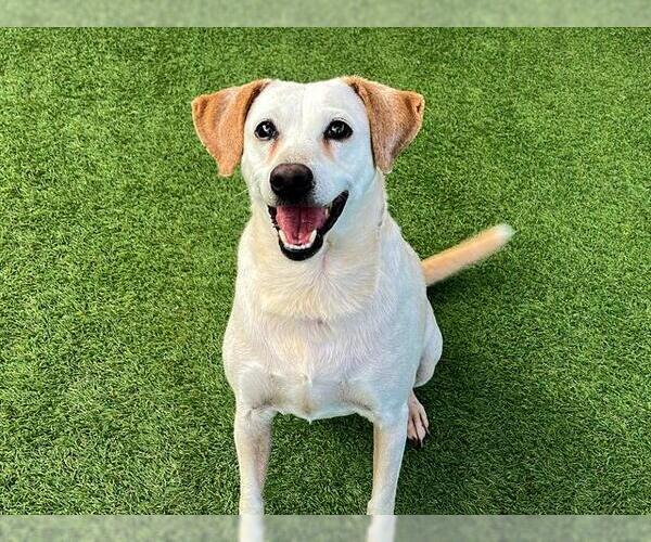 Medium Photo #1 Beagle-Unknown Mix Puppy For Sale in Orange, CA, USA