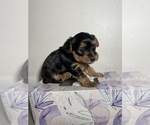 Small Photo #13 Yorkshire Terrier Puppy For Sale in FENTON, MI, USA
