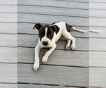 Small Staffordshire Bull Terrier Mix