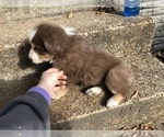 Small Photo #5 Australian Shepherd Puppy For Sale in MERIDIANVILLE, AL, USA