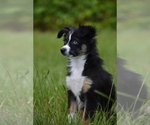 Small #1 Miniature Australian Shepherd