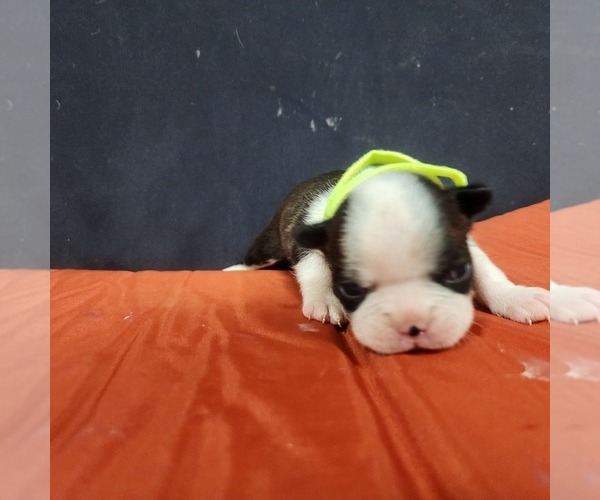 Medium Photo #4 Boston Terrier Puppy For Sale in AFTON, WY, USA