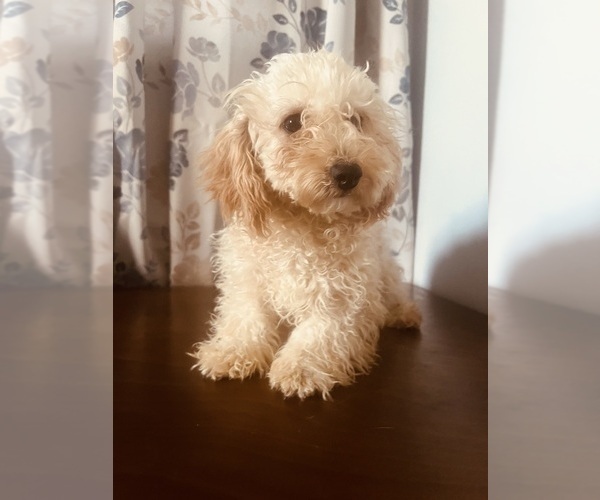 Medium Photo #9 Poodle (Miniature) Puppy For Sale in DURHAM, CT, USA
