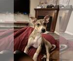 Small #1 Chihuahua Mix