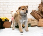 Small Photo #2 Shiba Inu Puppy For Sale in LAS VEGAS, NV, USA
