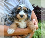 Small #2 Bernedoodle (Miniature)