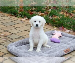 Golden Retriever Puppy for sale in METAIRIE, LA, USA