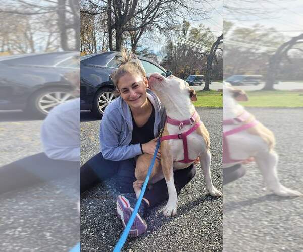 Medium Photo #8 Mutt Puppy For Sale in Caldwell, NJ, USA