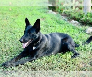 German Shepherd Dog Dogs for adoption in CENTERVILLE, TN, USA