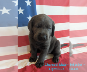 Labrador Retriever Puppy for sale in PALMYRA, VA, USA
