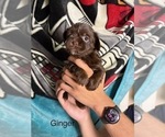 Small #5 Shorkie Tzu