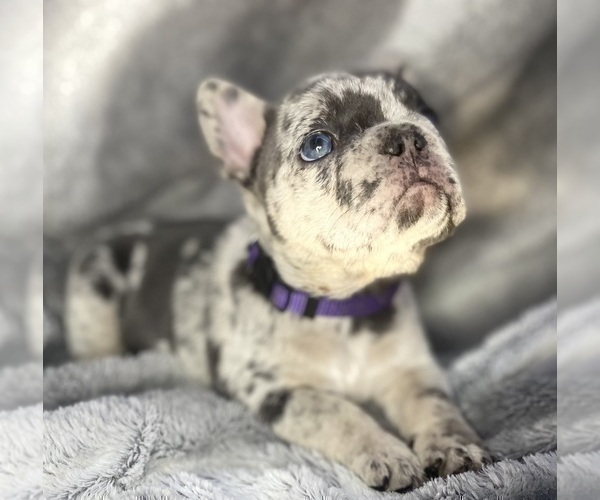 Medium Photo #5 French Bulldog Puppy For Sale in PITTSBURGH, PA, USA